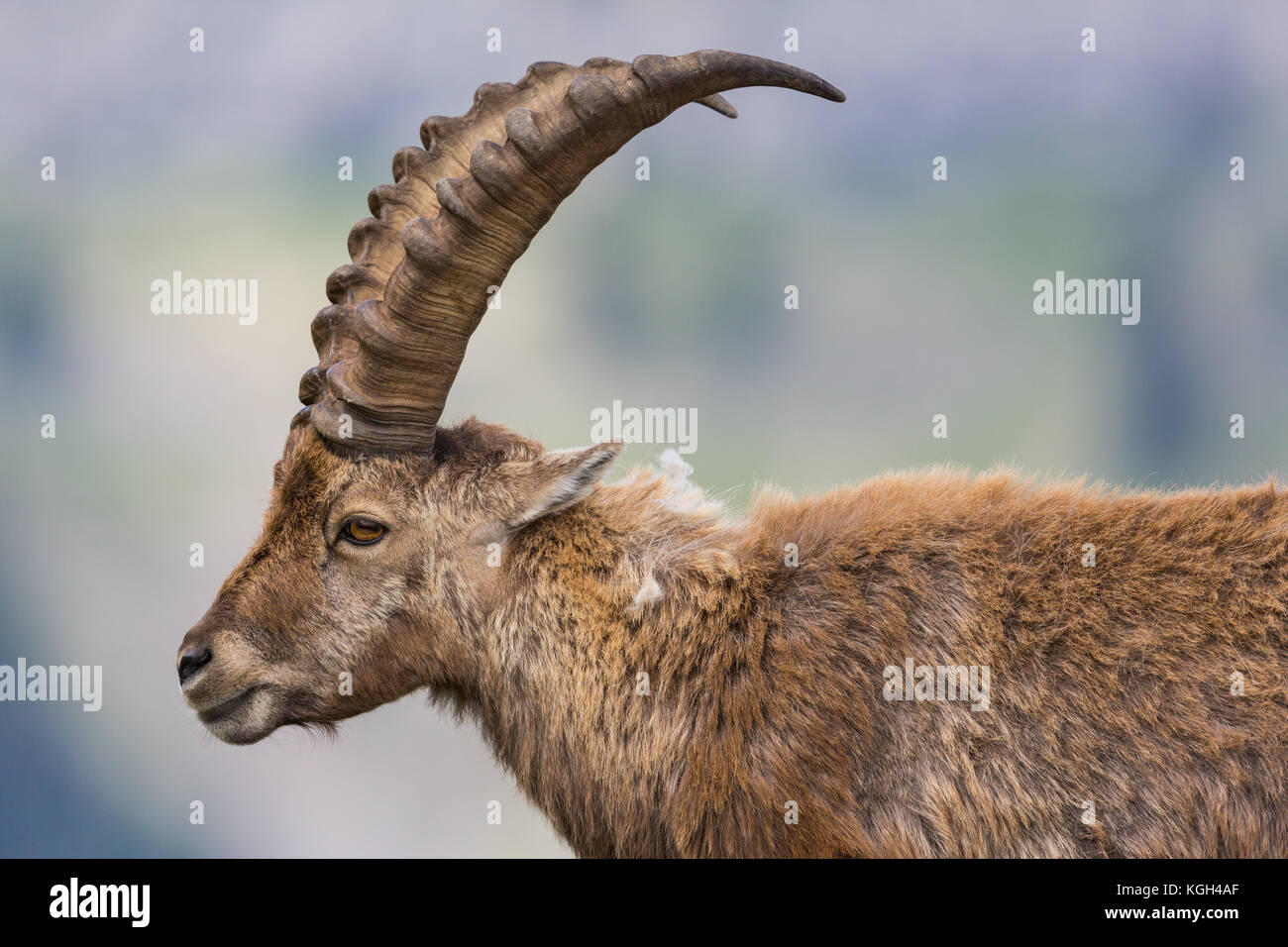 Vista lateral vertical natural de adultos Capra ibex alpino Capricornio Foto de stock