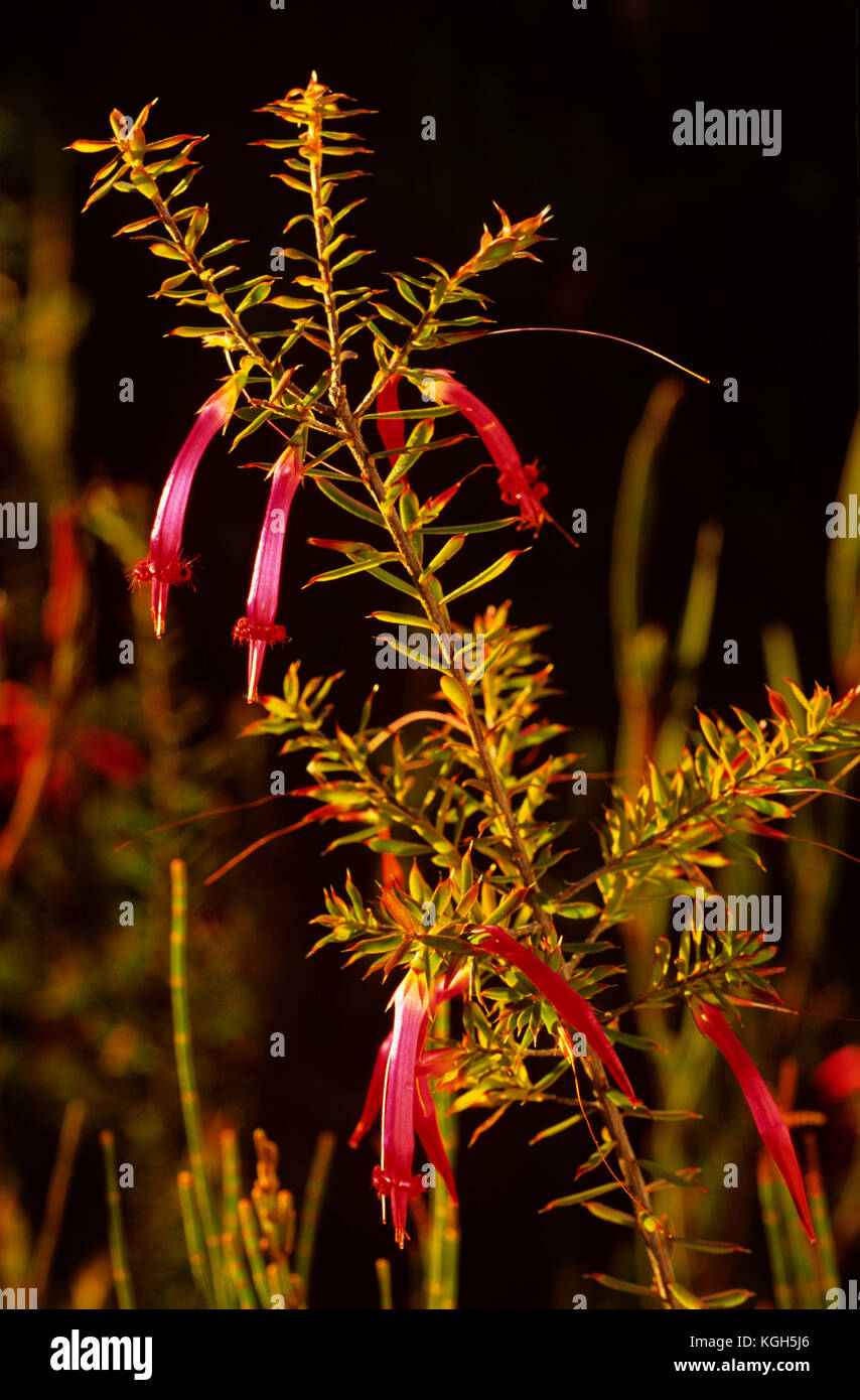 Cinco esquinas rojas (Styphelia tubiflora), cierre de flores escarlata. Sydney, Nueva Gales del Sur, Australia Foto de stock