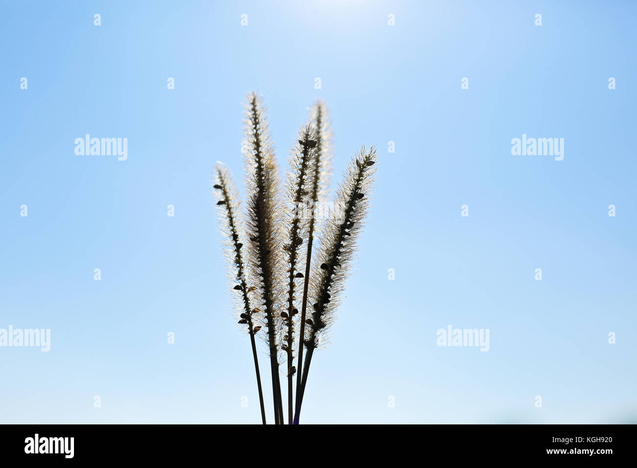Foto de foxtail retroiluminado hierba contra el cielo azul tomada durante el otoño día soleado Foto de stock