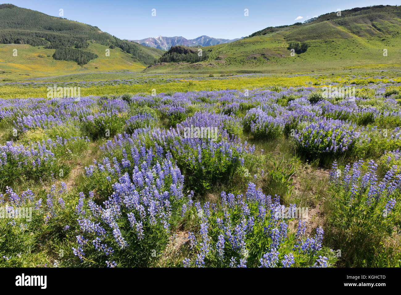 Campo de lupino, Crested Butte, colorado Foto de stock