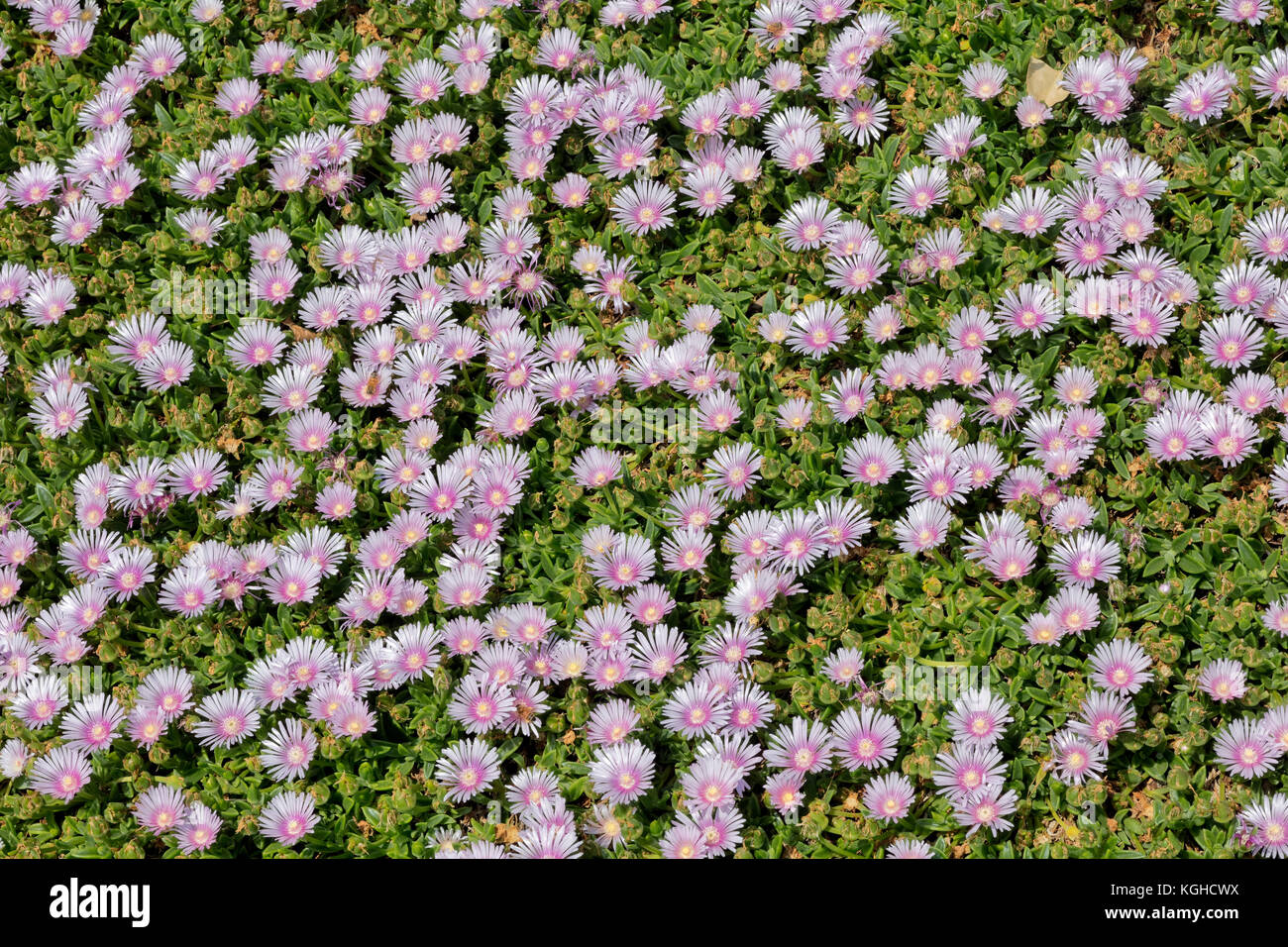 Floración de plantas suculentas, también de piedra y fábricas de hielo - Delosperma sp. Foto de stock