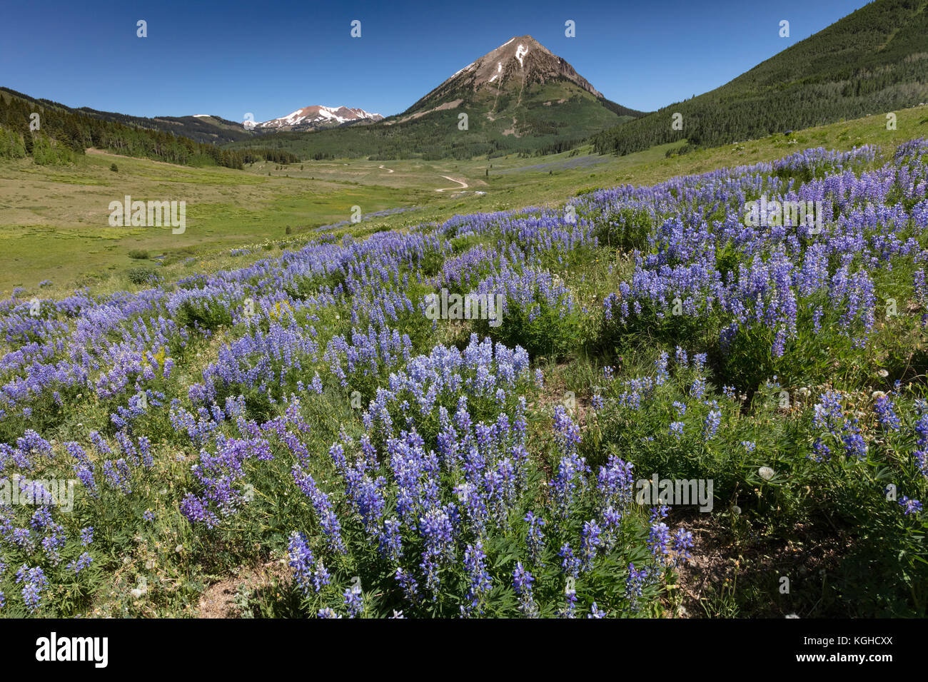 El Wildflower Meadow - Púrpura lupino (cerca de Crested Butte, CO) Foto de stock