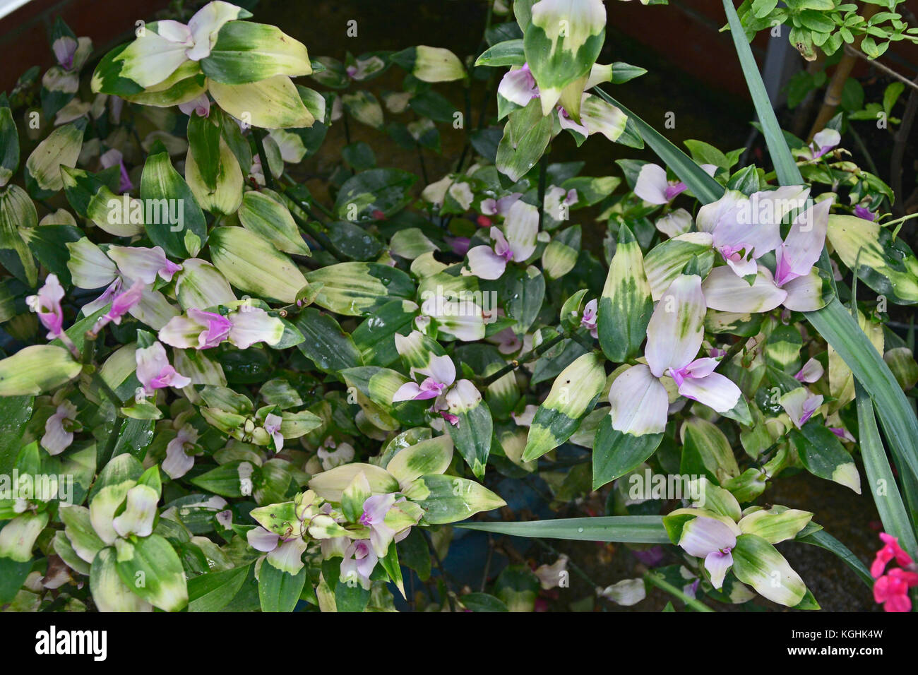 Tradescantia flumiensis maidens blush fotografías e imágenes de alta  resolución - Alamy