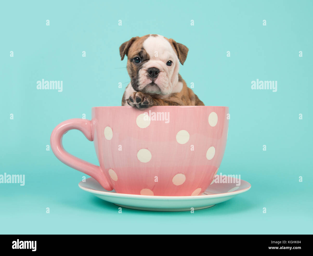Cachorro bulldog inglés mirando hacia la cámara sentado en un color rosa y  taza y plato de puntos blancos sobre un fondo azul turquesa Fotografía de  stock - Alamy