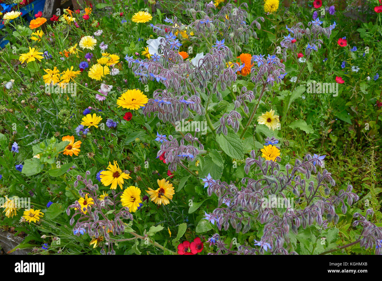 Una colorida flor prado con el plantando mixto incluyendo calendula officinalis, borraja, caléndulas y lavatera Foto de stock