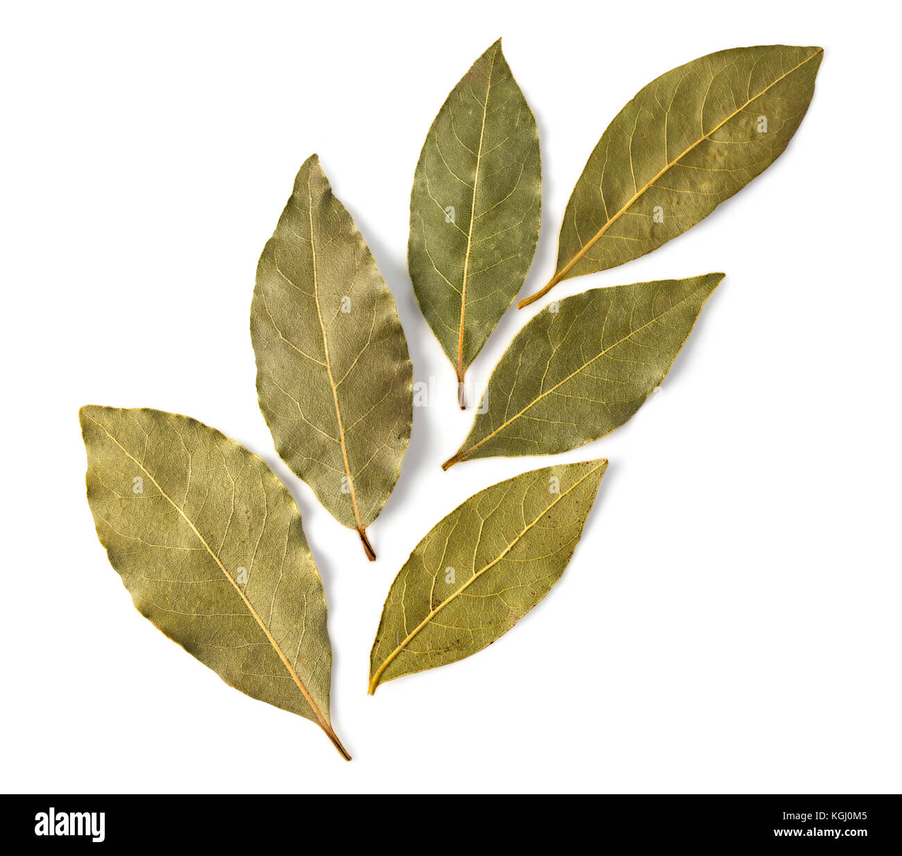 Hojas de laurel seco aislado sobre fondo blanco con trazado de recorte