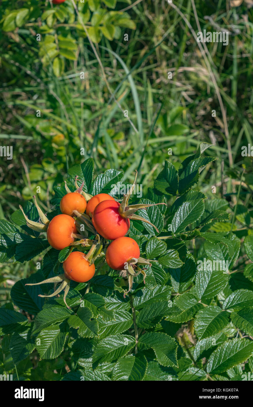 Rosehips rojo grande del japonés Wild Rose / Rosa rugosa en el otoño. Las caderas del litoral costero de esta planta son comestibles. Foto de stock