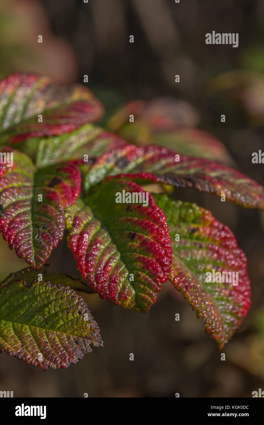 Hojas de otoño de los Japoneses Wild Rose / Rosa rugosa volviendo rojo en otoño. Foto de stock