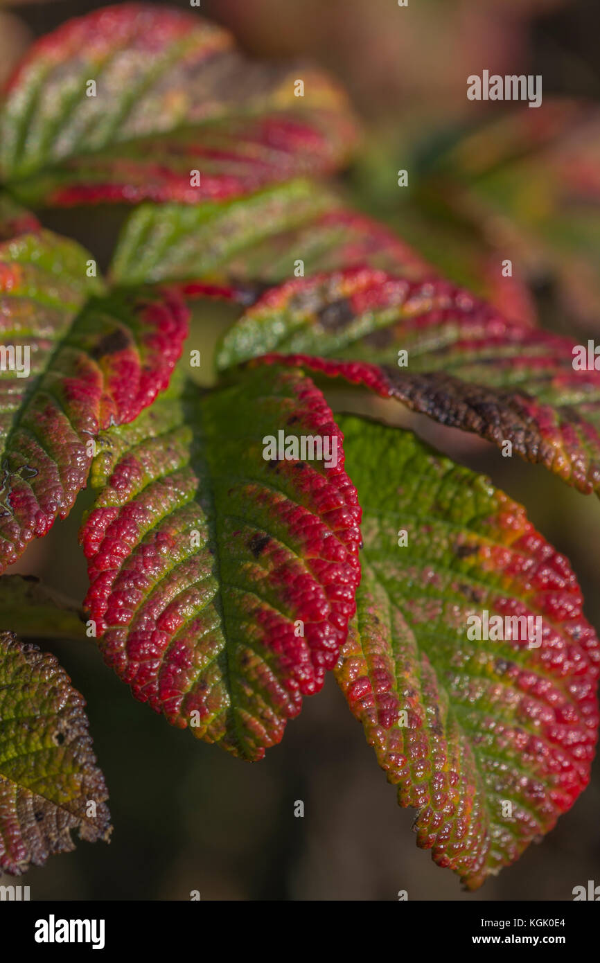 Hojas de otoño de los Japoneses Wild Rose / Rosa rugosa volviendo rojo en otoño. Foto de stock