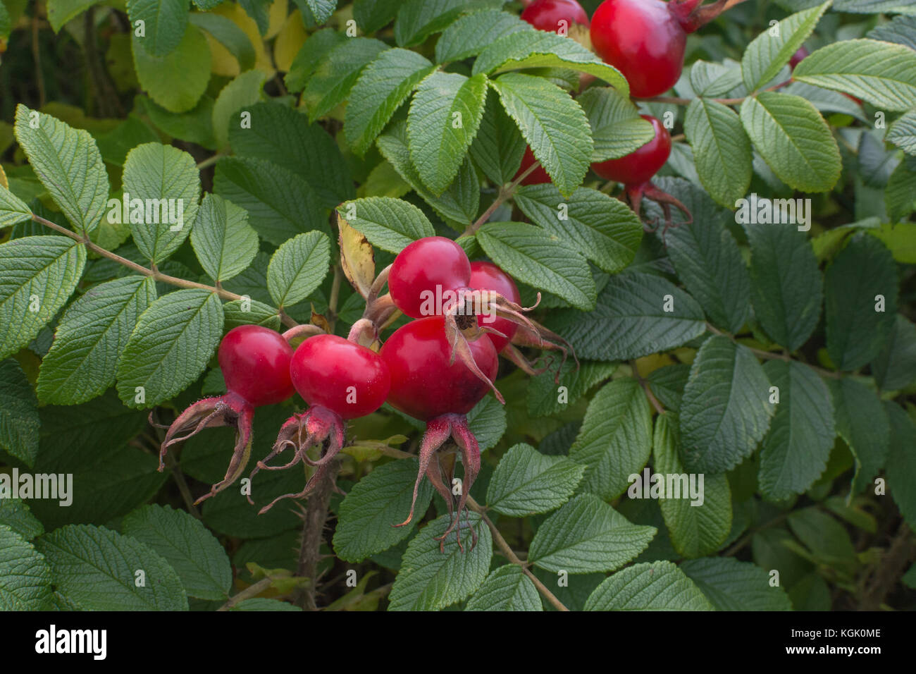 Rosehips rojo grande del japonés Wild Rose / Rosa rugosa en el otoño. Las caderas del litoral costero de esta planta son comestibles. Foto de stock