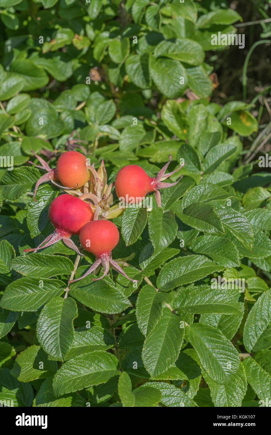 Rosehips rojo grande del japonés Wild Rose / Rosa rugosa en el otoño. Las caderas del litoral costero de esta planta son comestibles. Foto de stock