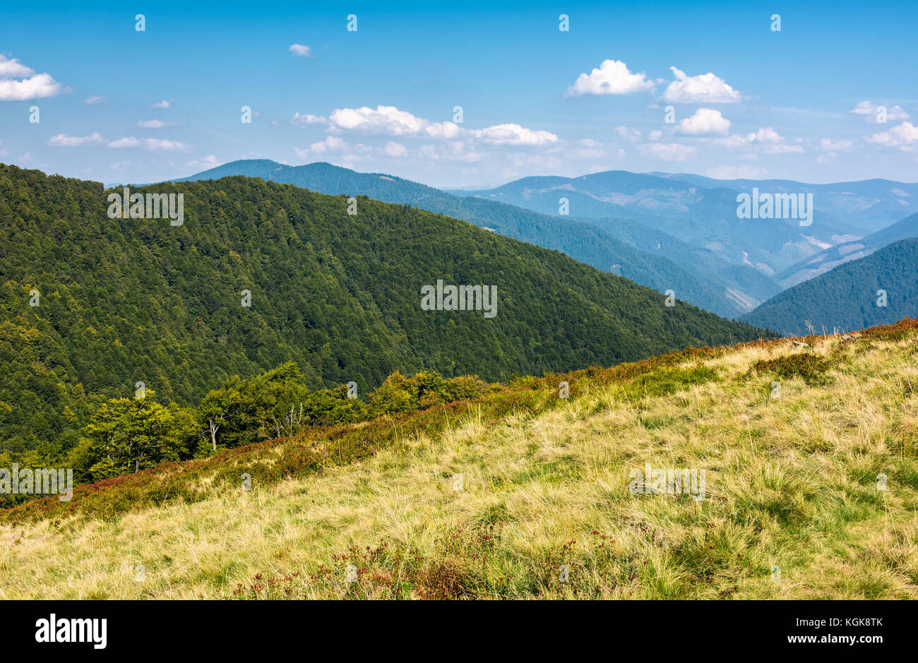 Precioso paisaje montañoso en verano. paisaje con colinas boscosas y pastizal bajo el cielo azul con nubes esponjosas Foto de stock
