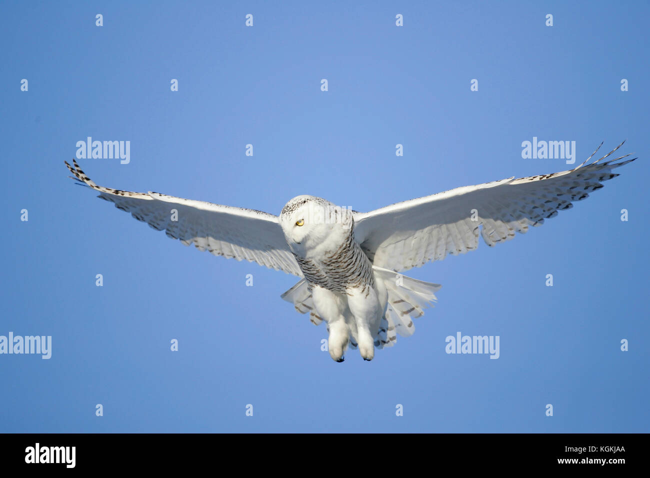 Una imagen de acción de un búho nival volando, flotando sobre su presa contra un cielo azul profundo, garras hacia abajo listo para capturar. Foto de stock