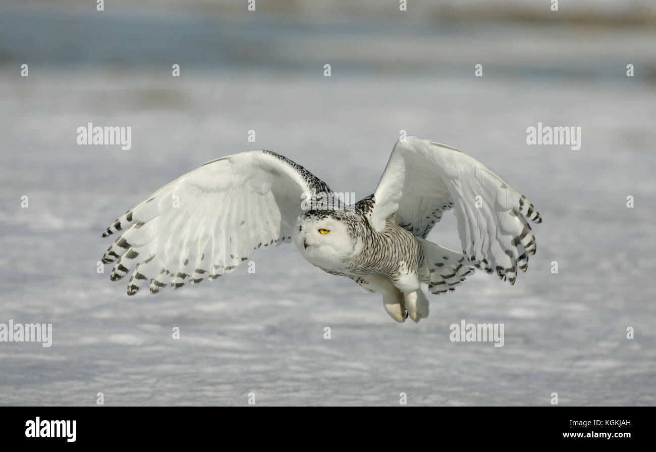 Una imagen de un búho nival sobrevolar la nieve en Canadá con alas y garras en posición para capturar a sus presas en el suelo. Foto de stock