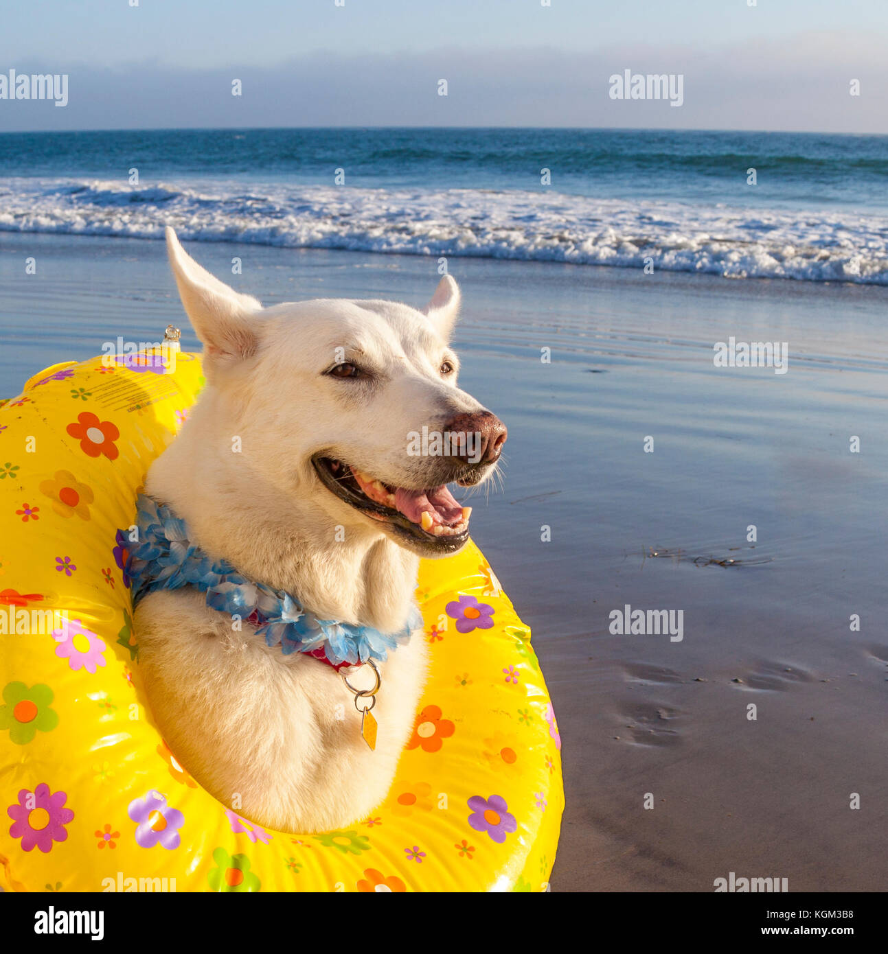 Perro vistiendo nadar anillo y lei en la playa. Foto de stock