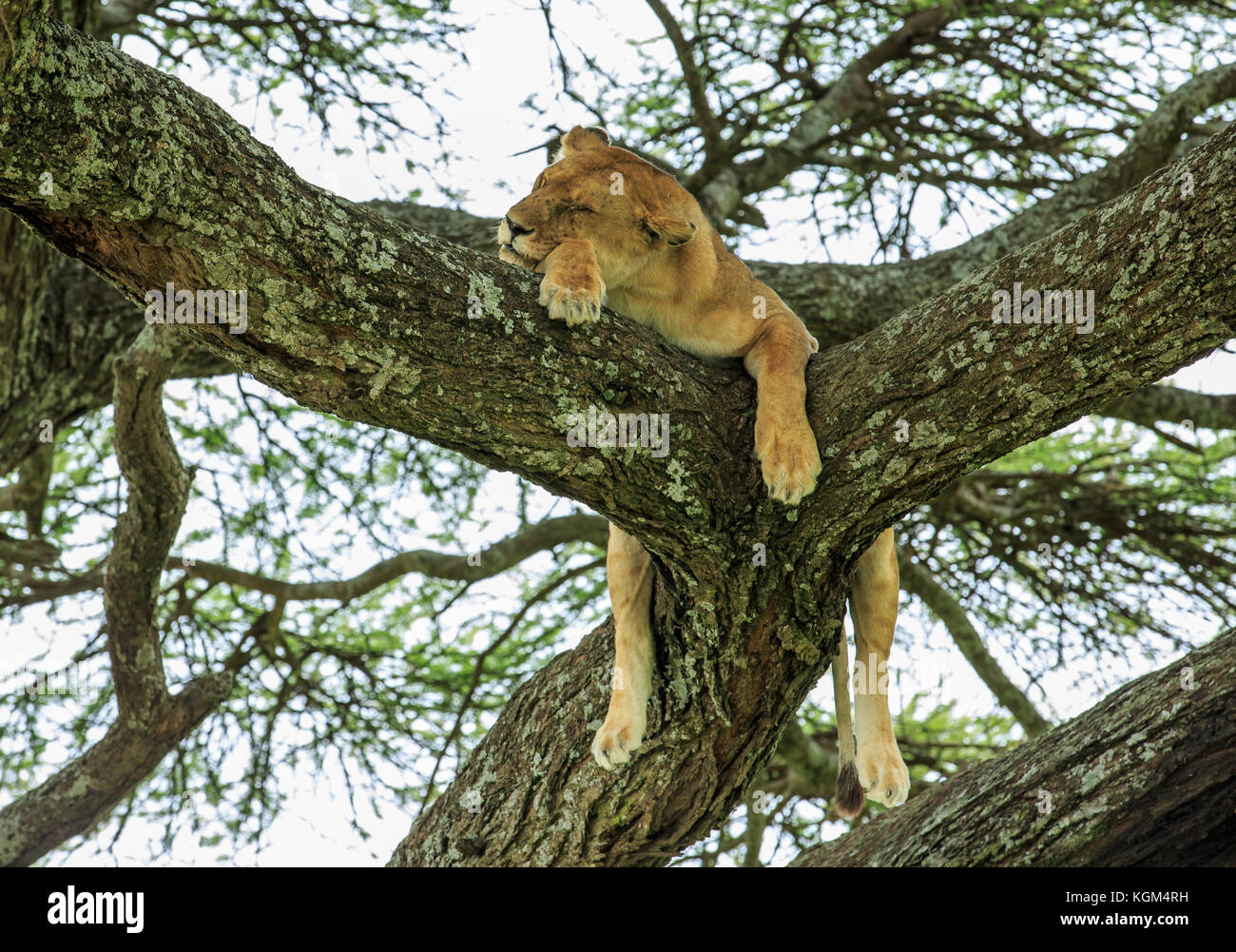 León dormido arbol fotografías e imágenes de alta resolución - Página 2 -  Alamy