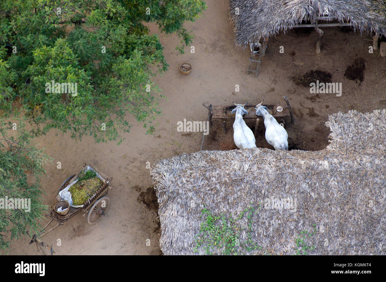 Un par de Oxes están alimentando en una granja en Bagan Myanmar local Foto de stock