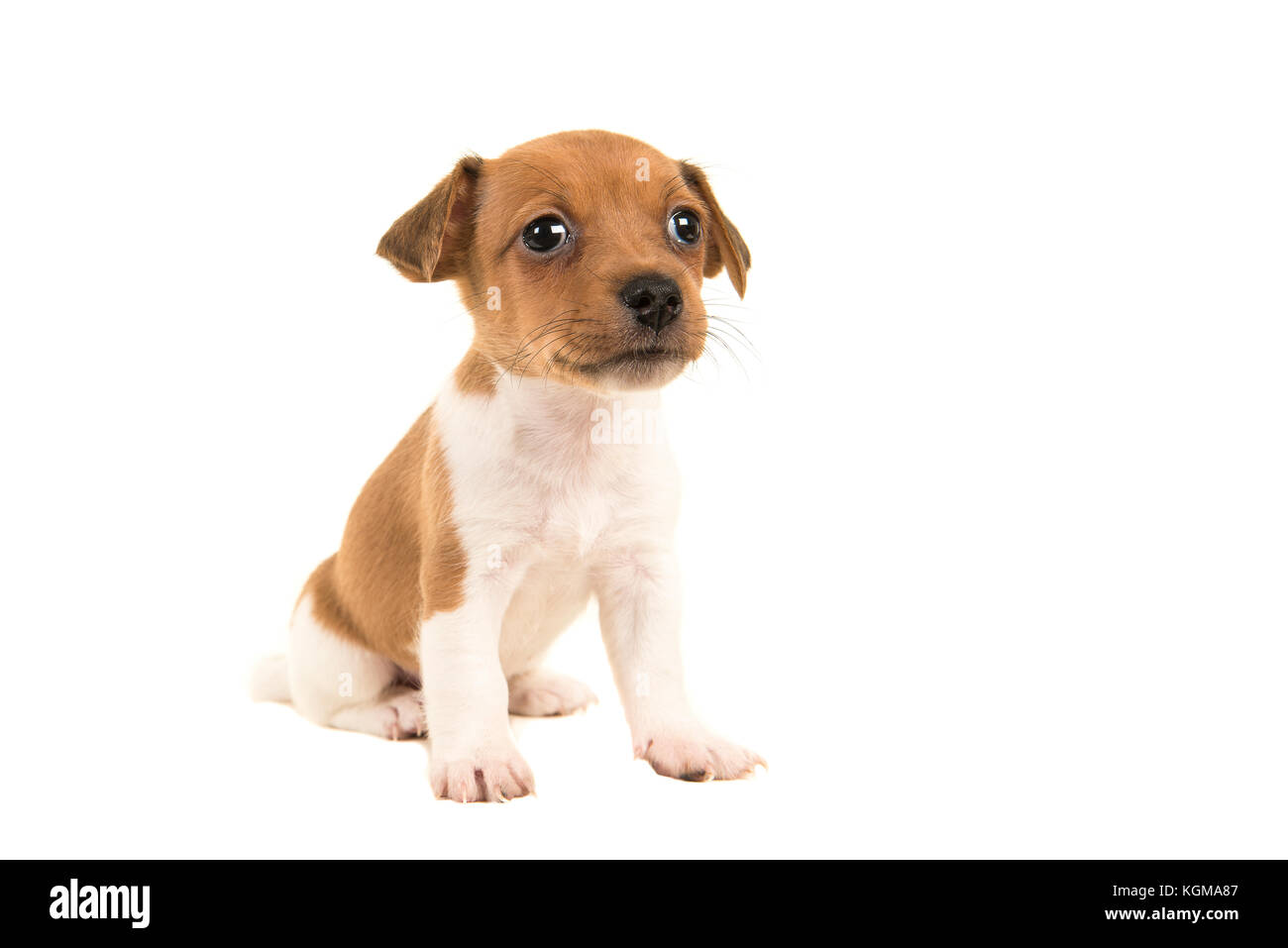 Marrón y blanco lindo Jack Russell cachorro sentado aislado sobre un fondo blanco Fotografía de stock - Alamy