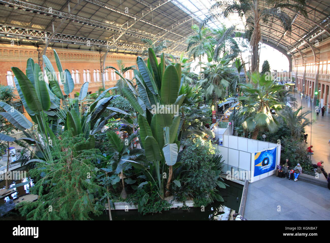 Las plantas que crecen en la selva tropical jardín interior de la estación de Atocha, Madrid, España Foto de stock