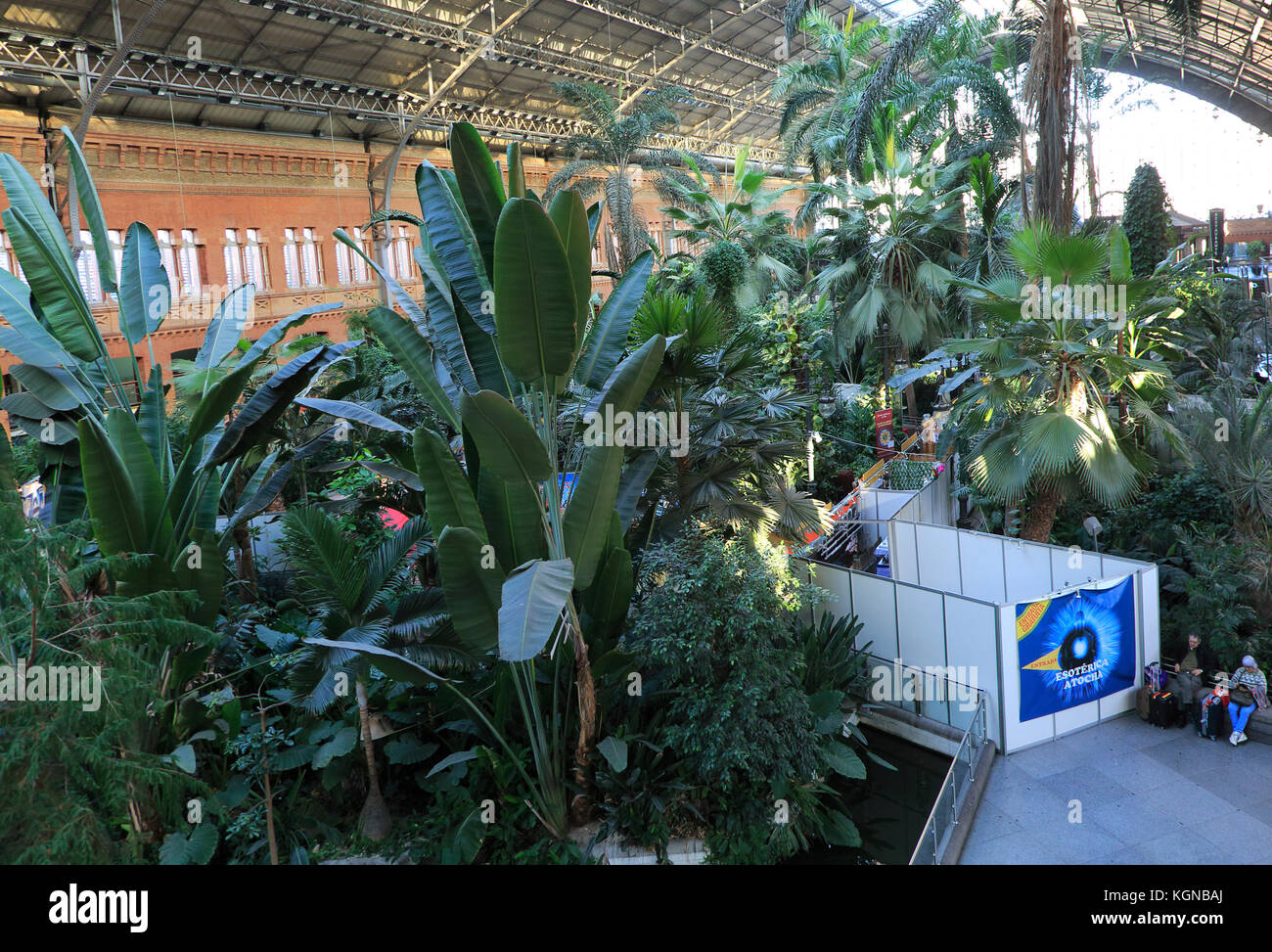 Las plantas que crecen en la selva tropical jardín interior de la estación de Atocha, Madrid, España Foto de stock