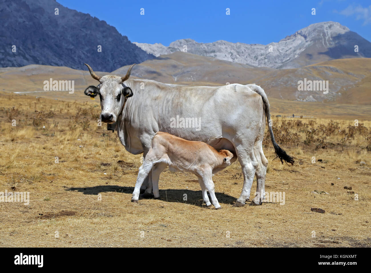 Vaca y ternera lechal gris Foto de stock