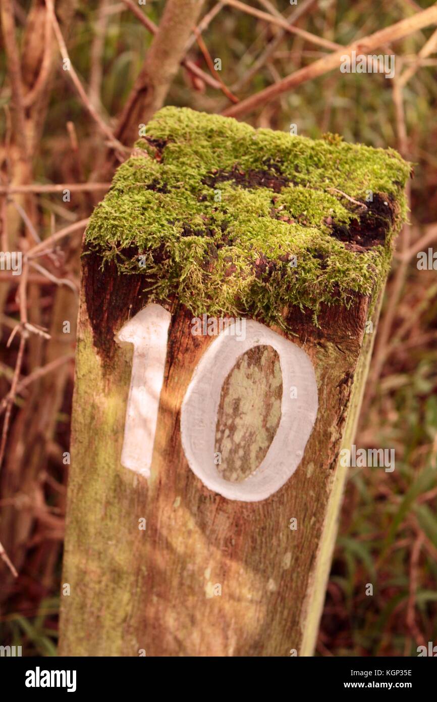 Número 10 en blanco antiguo de madera cubierto de musgo puesto en reserva natural fowlmere, Cambridge, Reino Unido Foto de stock