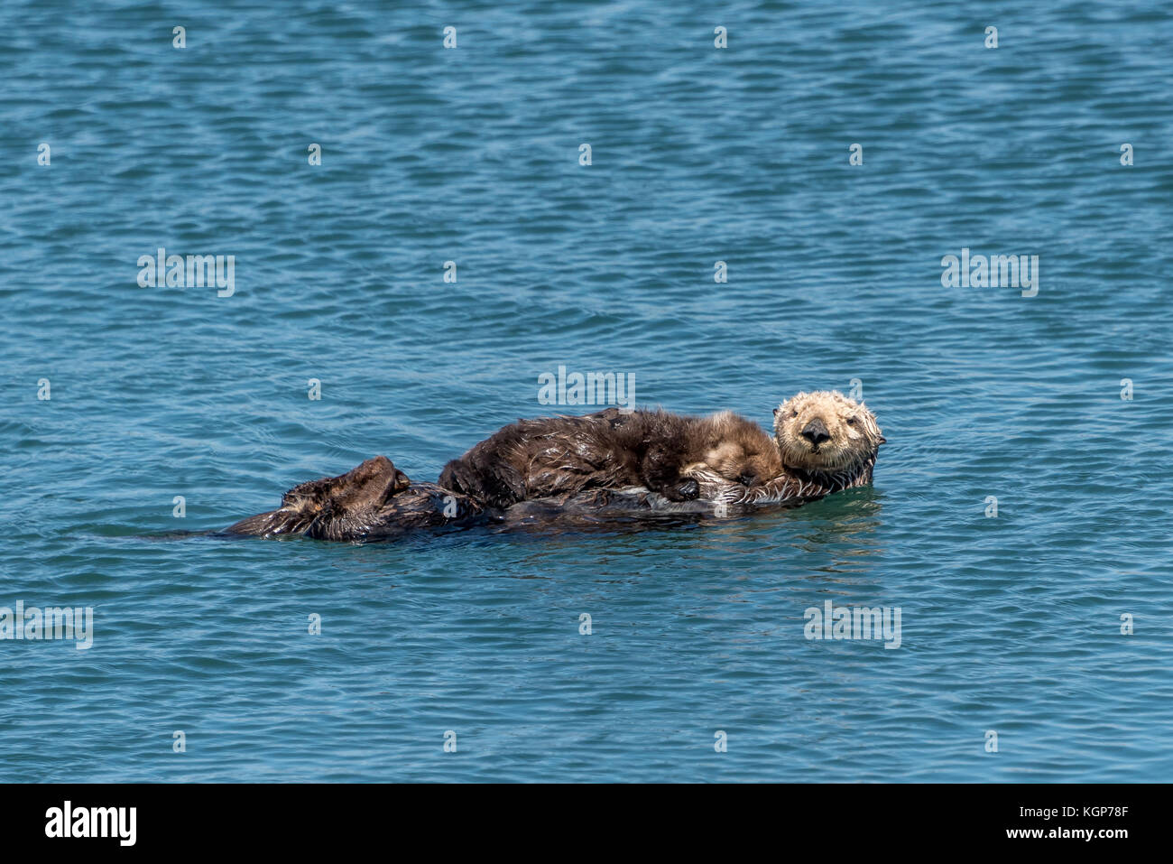 Madre Y Bebe Nutria De Mar En Agua En Morro Bay California Lindo Bebe Nutria Durmiendo En El Pecho De Mama La Pequena Mano Visible Como Se Ve En La Orilla Fotografia