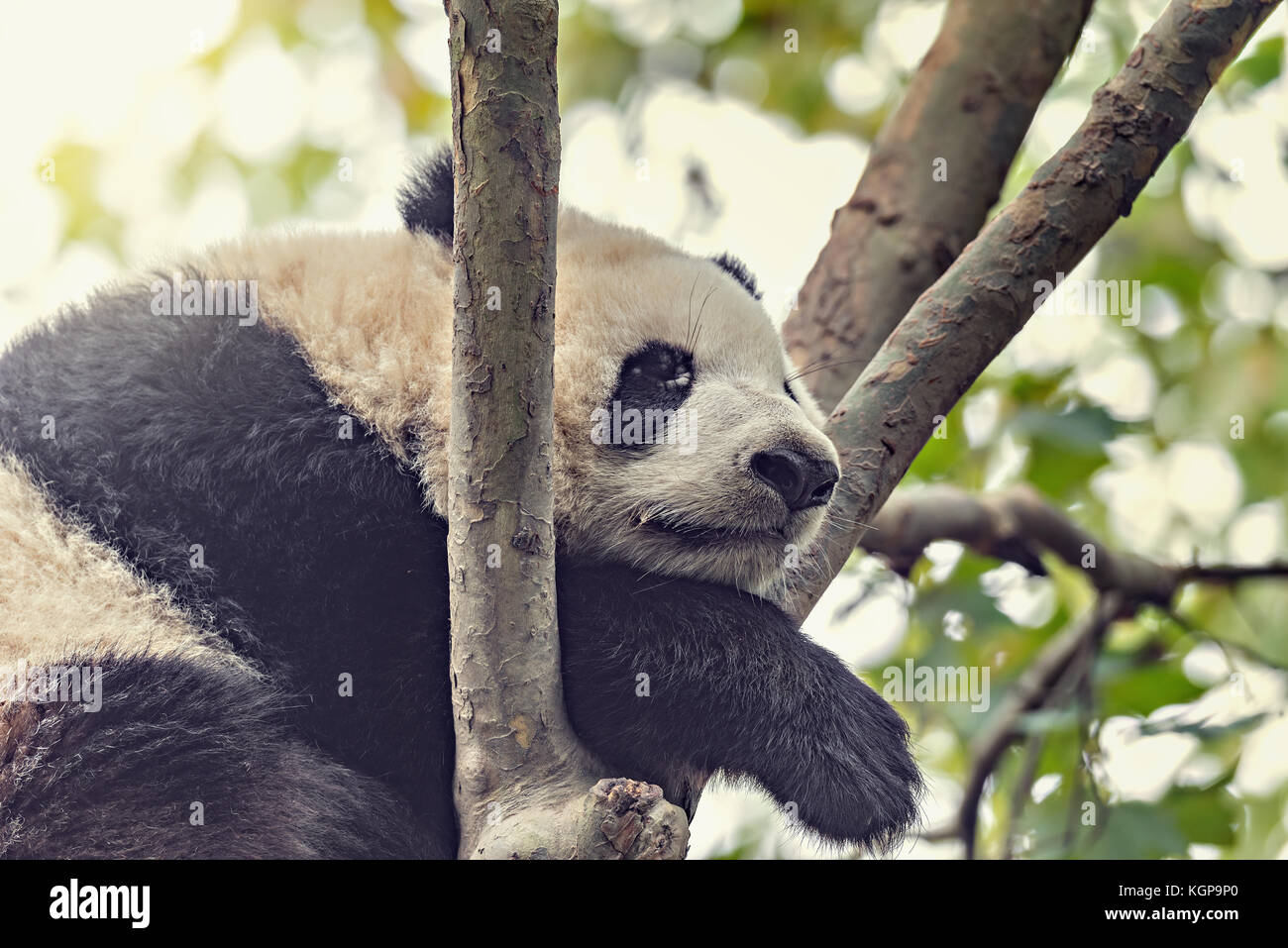 Panda gigante duerme en el árbol. Foto de stock