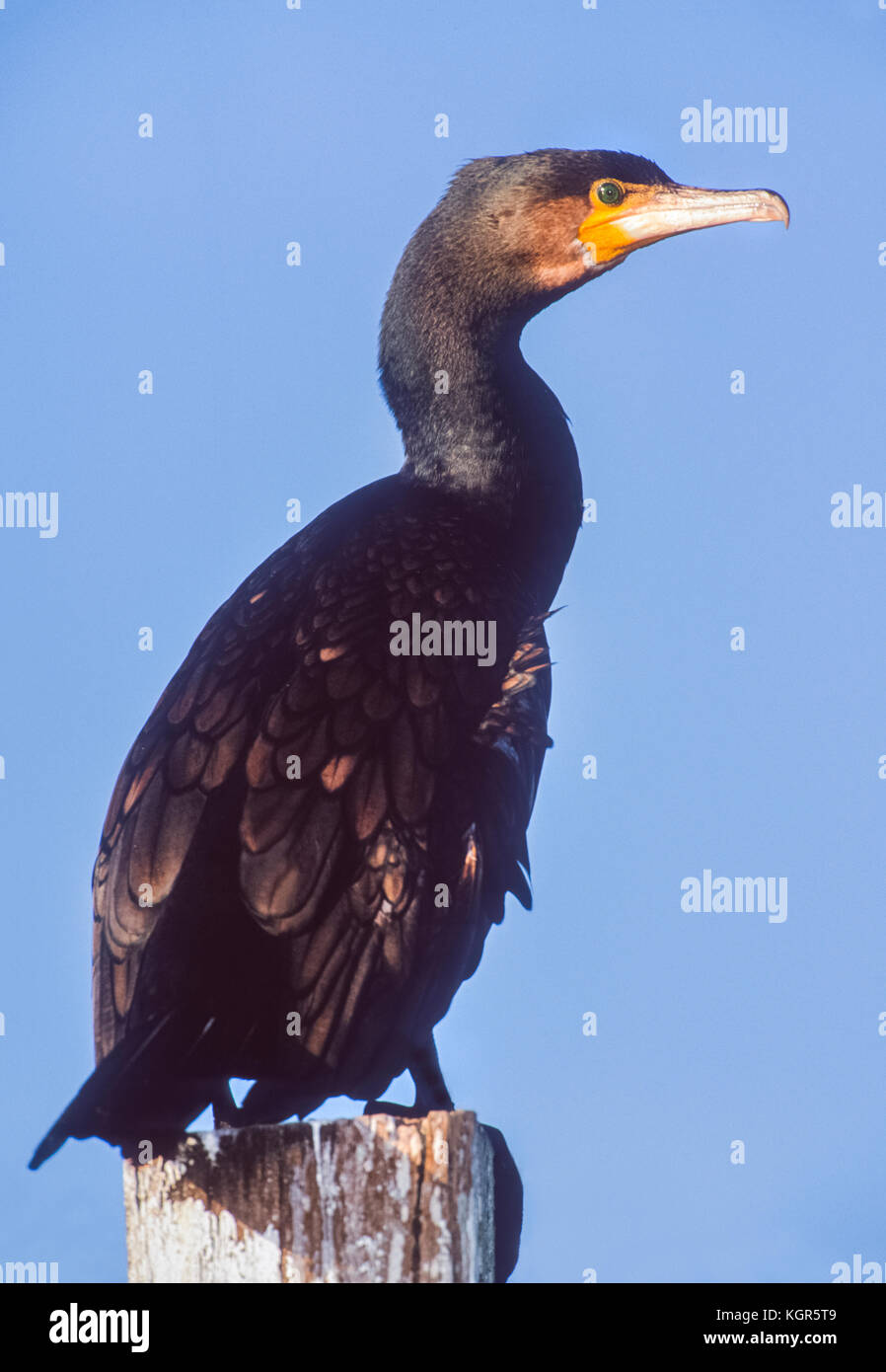 Cormorán Grande (Phalacrocorax carbo), Seahouses, Northumberland, Inglaterra, Reino Unido Foto de stock