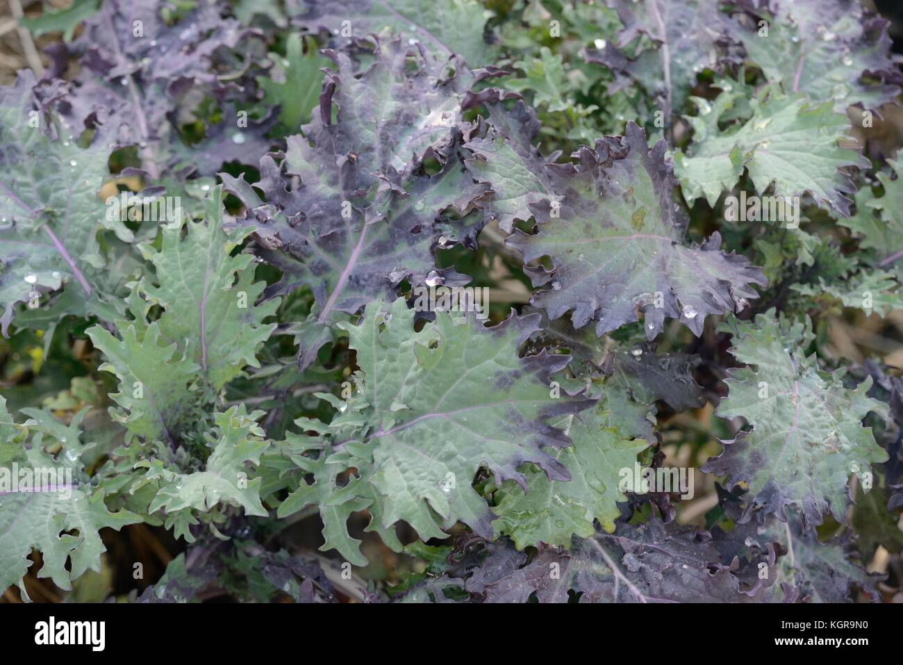 Brassica oleracea var. acephala, Púrpura Kale, 'Rojo' ruso en el País de Gales, Reino Unido Foto de stock