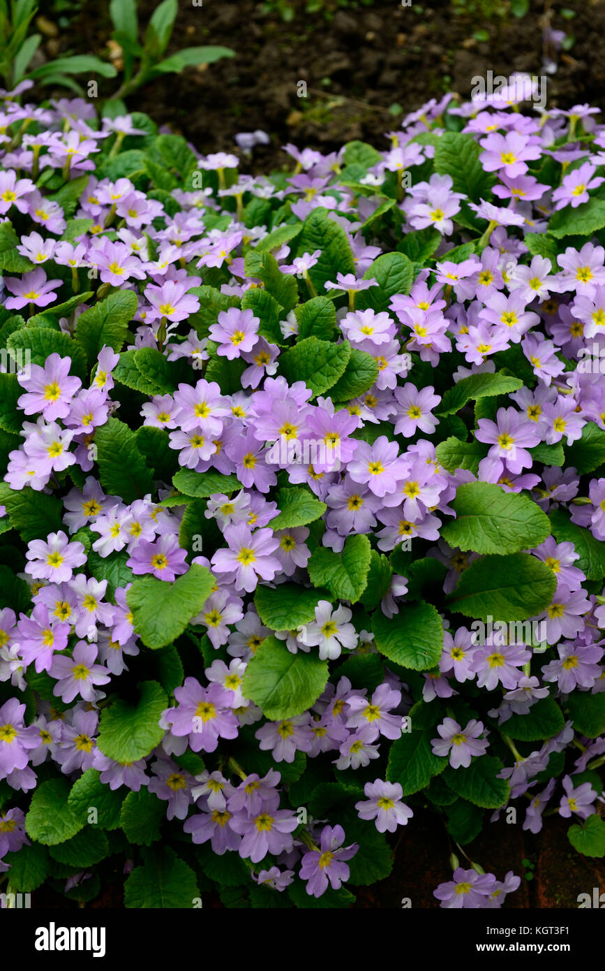 Primula vulgaris sibthorpii,Inglés primrose, muelle, sombra, bosques, flores, pálido, lila, violeta y amarillo, SSP, subespecies, jardín, plantas, flores, flo Foto de stock