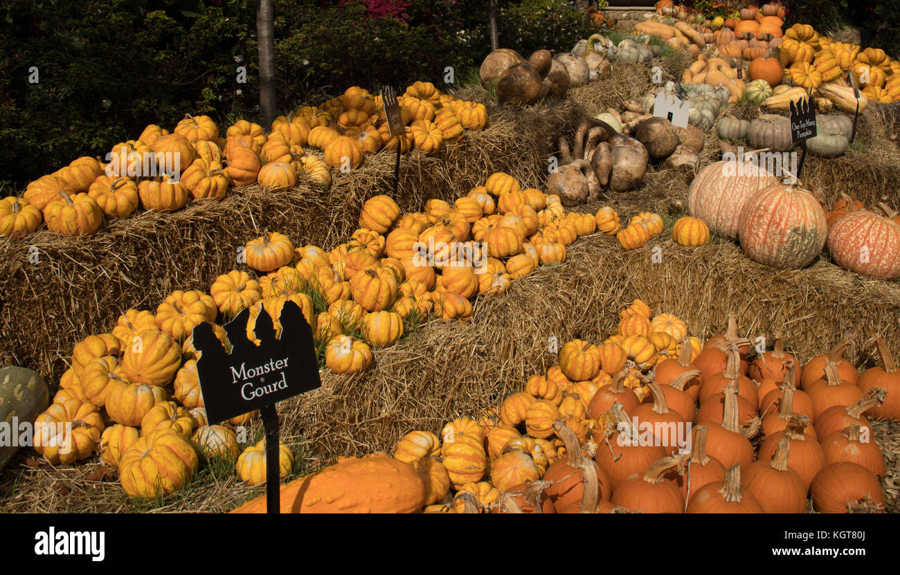 Las calabazas y calabazas en el festival de otoño Foto de stock