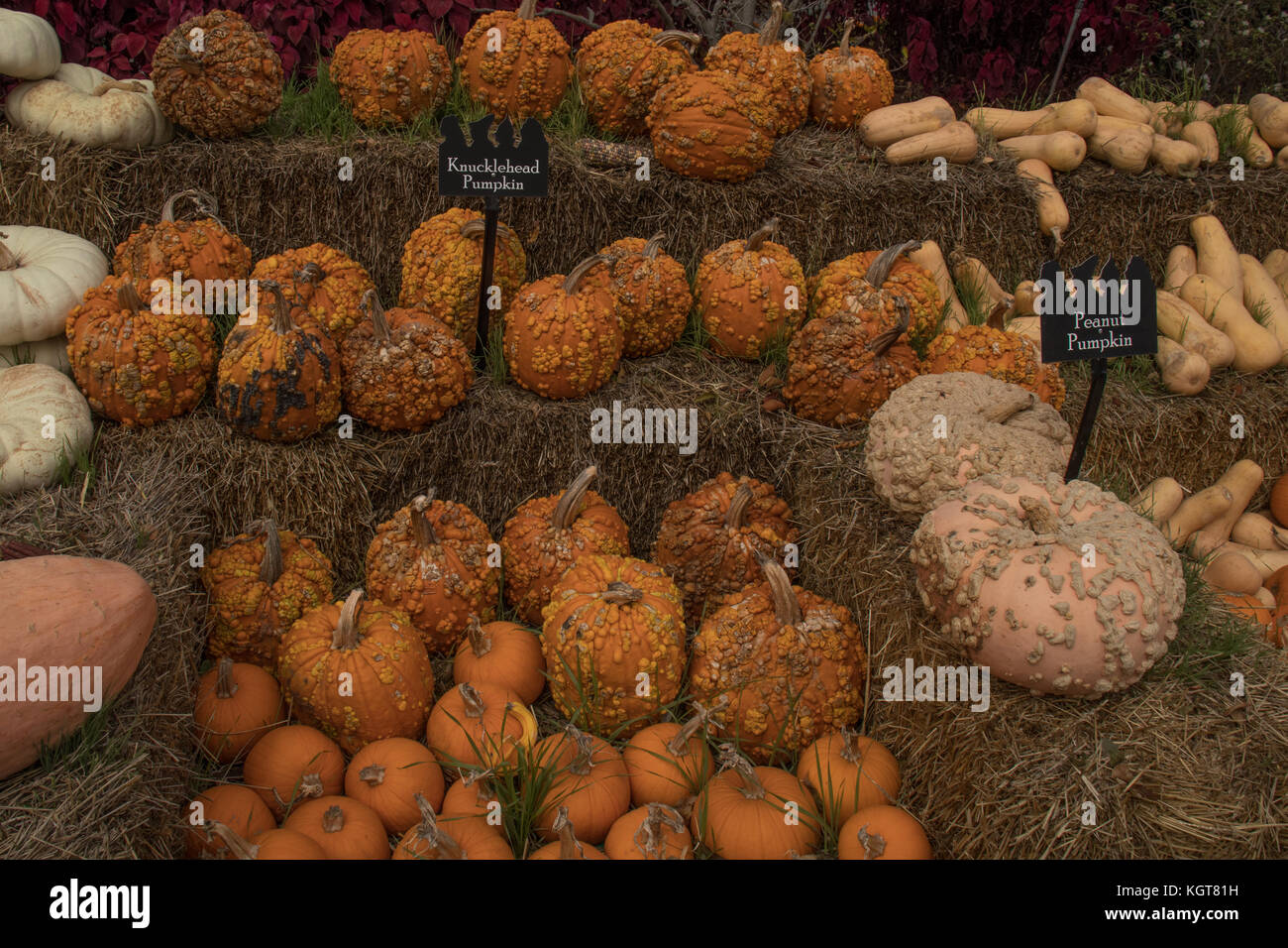 Las calabazas y calabazas en el festival de otoño Foto de stock