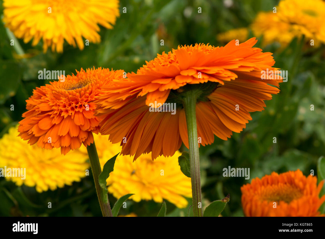 Grupo de diversos amarillos y naranjas calendula officinalis (pot caléndulas),  doble los cultivares que crecen en su jardín natural y follaje ajuste como  es Fotografía de stock - Alamy