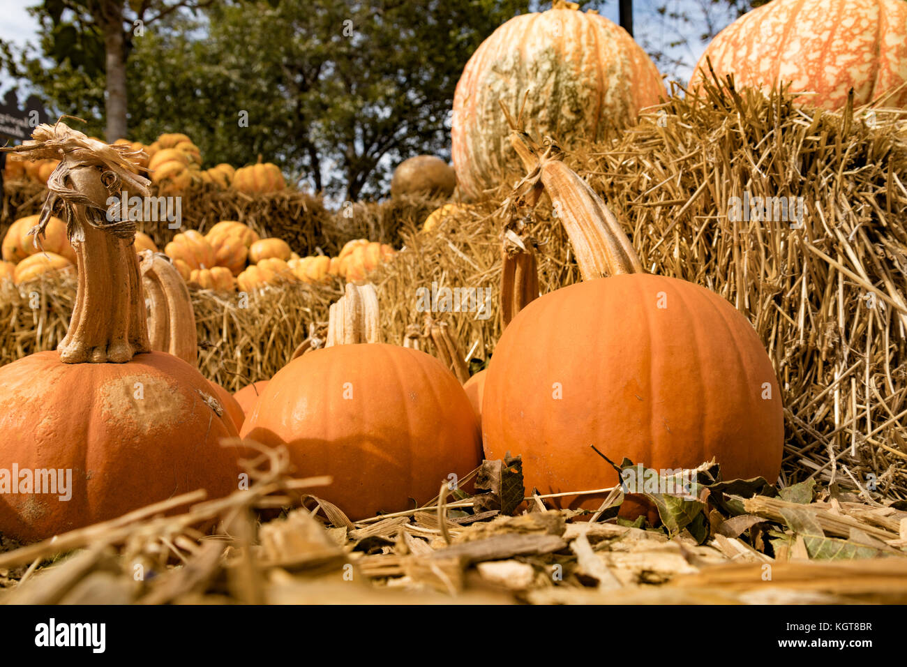 Las calabazas y calabazas en el festival de otoño Foto de stock