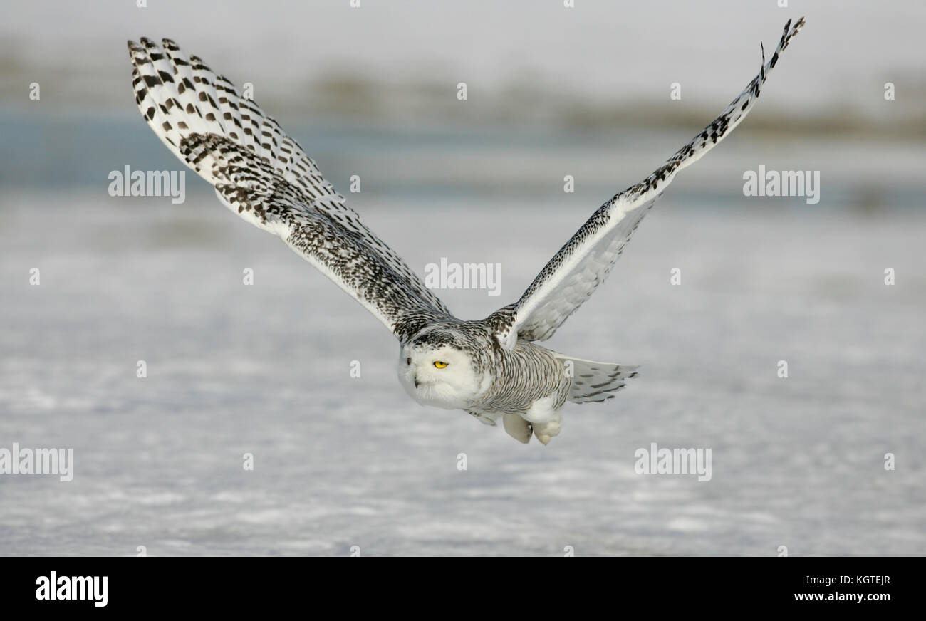 Un búho nival de presas de caza, los ojos a la luz del sol brillante, con las alas completamente extendido en la posición vertical, volando sobre un campo nevado. Foto de stock