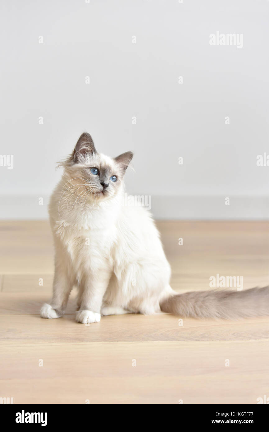 Retrato de sagrado de birmanie gatito, cat. Foto de stock