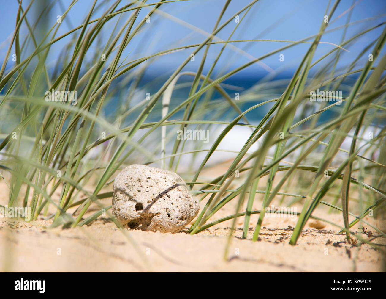 Hierba de dunas en la playa - macro Foto de stock