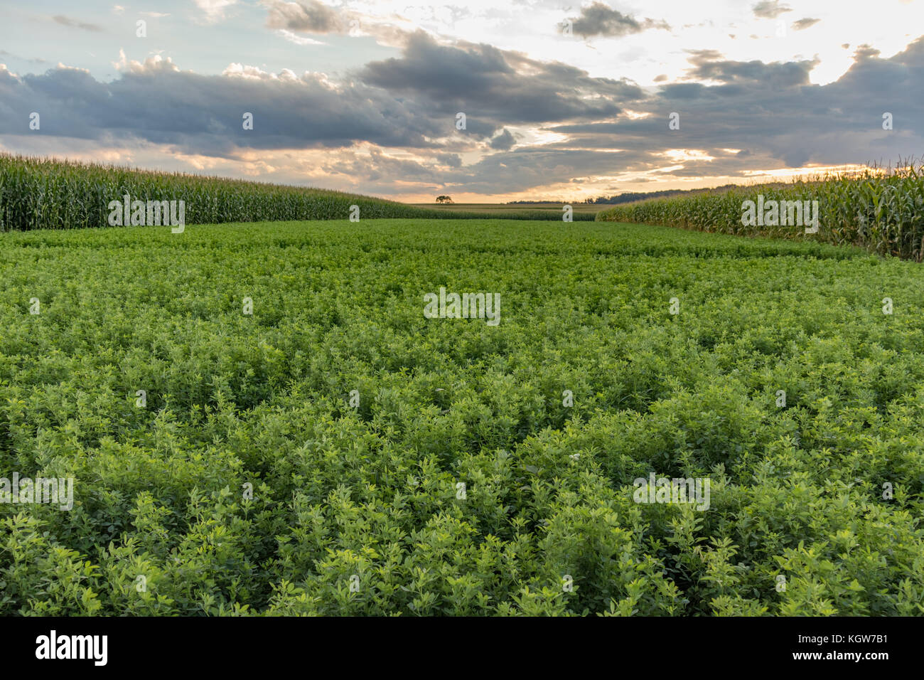 Los campos de granja de Pennsylvania con el maíz y los campos de alfalfa Foto de stock