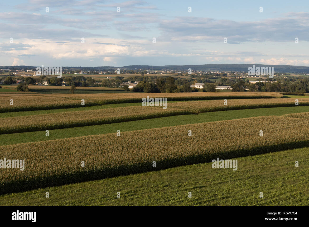 Los campos de granja de Pennsylvania con el maíz y los campos de alfalfa Foto de stock