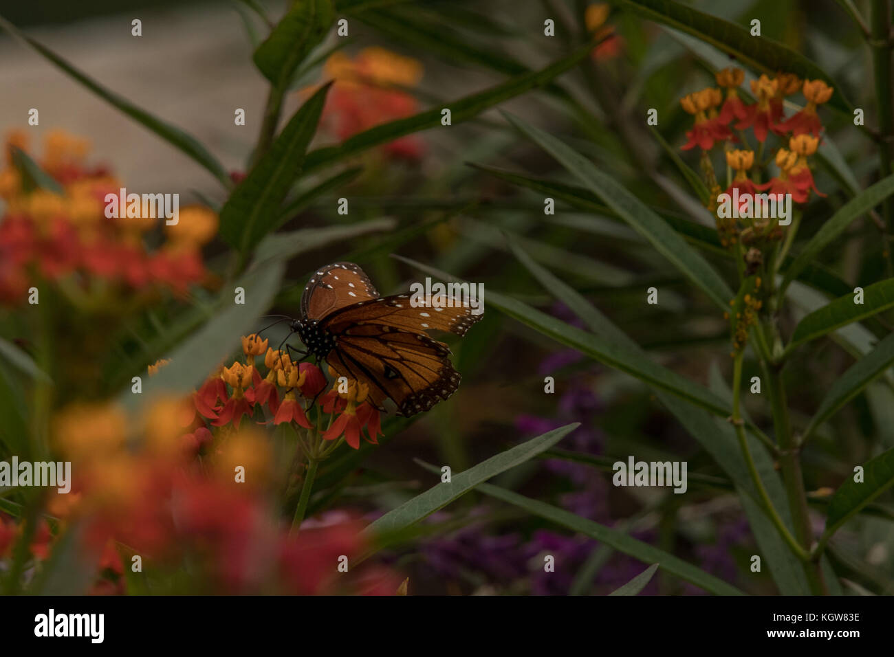 Mariposa Monarca alimentándose de Asclepias Foto de stock
