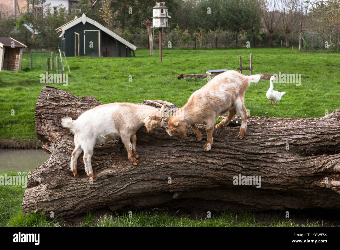 Holanda, Zelanda, cabras y aves de corral en una granja. Niederlande, Zeeland, Ziegen und Geffluegel auf einem Bauernhof. Foto de stock
