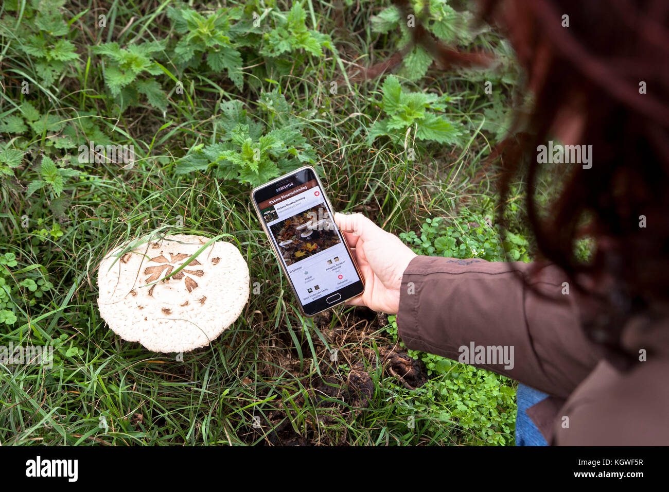 identificación de hongos usando una aplicación de smartphone, champiñones parasol. Bestimmung eines Pilzes mit Hilfe einer smartphone App, Riesenschirmling. Foto de stock