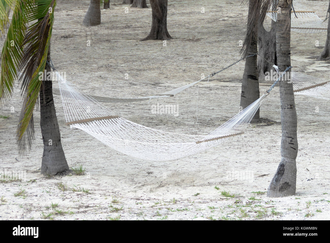 Las hamacas atadas a las palmeras en el paraíso tropical de la isla Coco Cay en las Bahamas, El Caribe Foto de stock