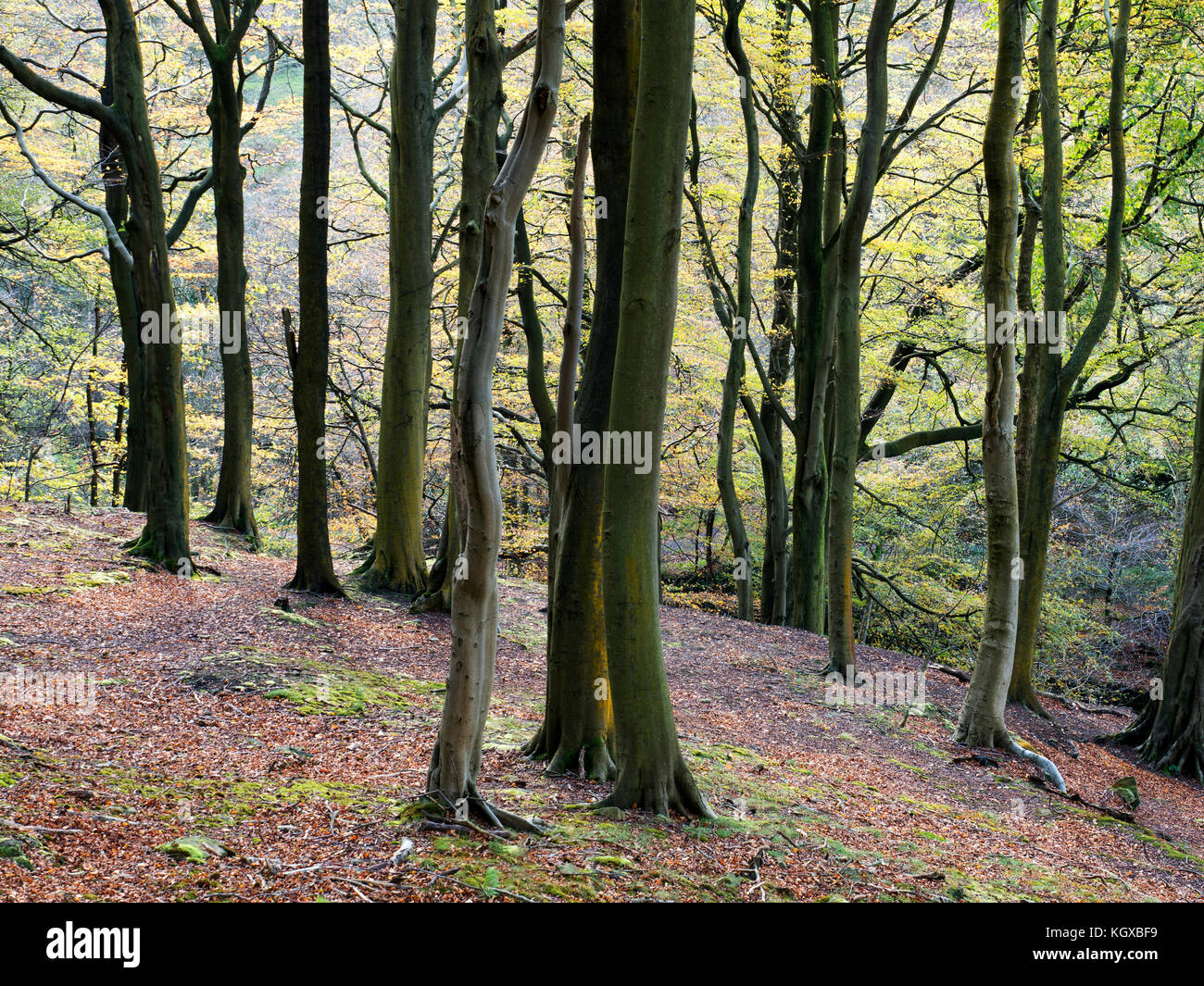 Otoño los árboles en medio de un bosque cercano Pecket Dean bien Hebden Bridge West Yorkshire, Inglaterra Foto de stock
