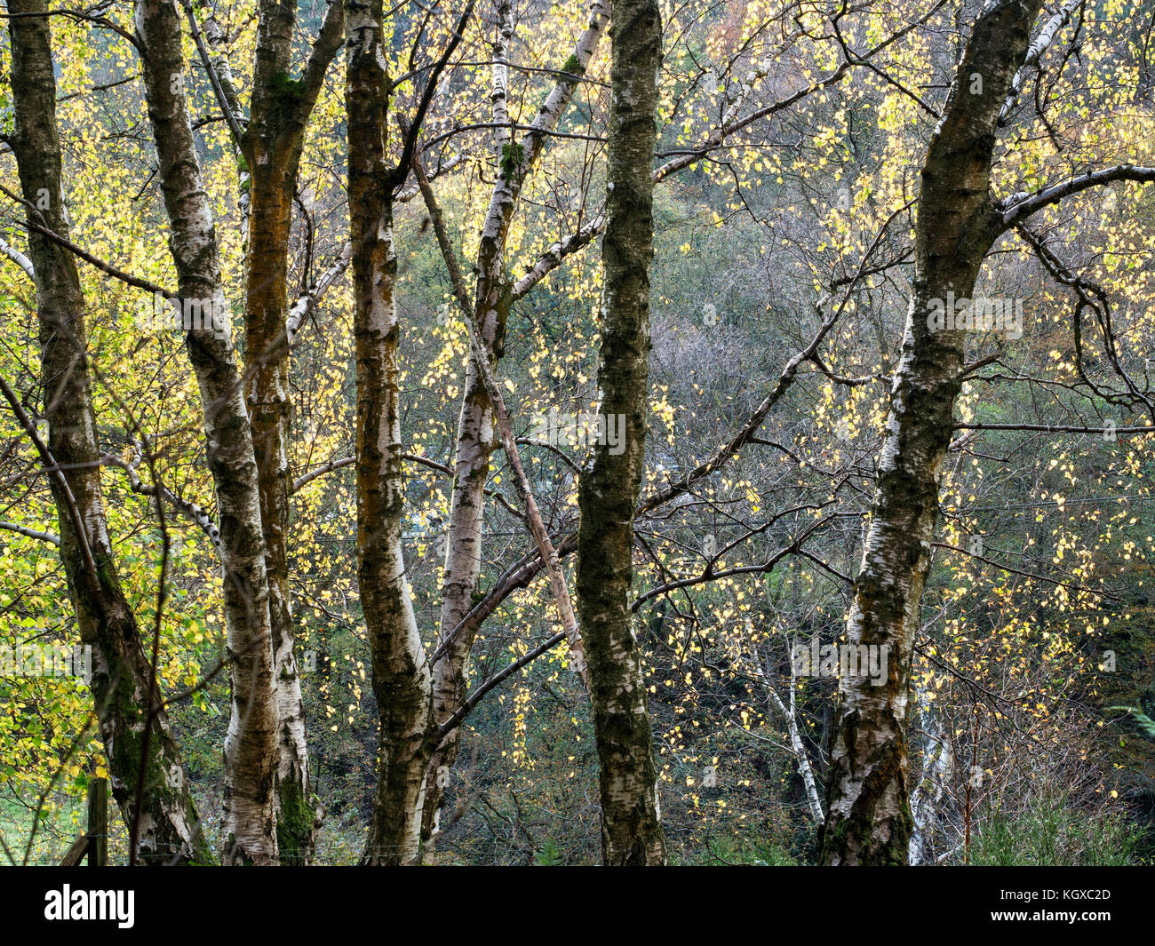 Abedules en medio de un bosque cercano Pecket Dean bien Hebden Bridge West Yorkshire, Inglaterra Foto de stock