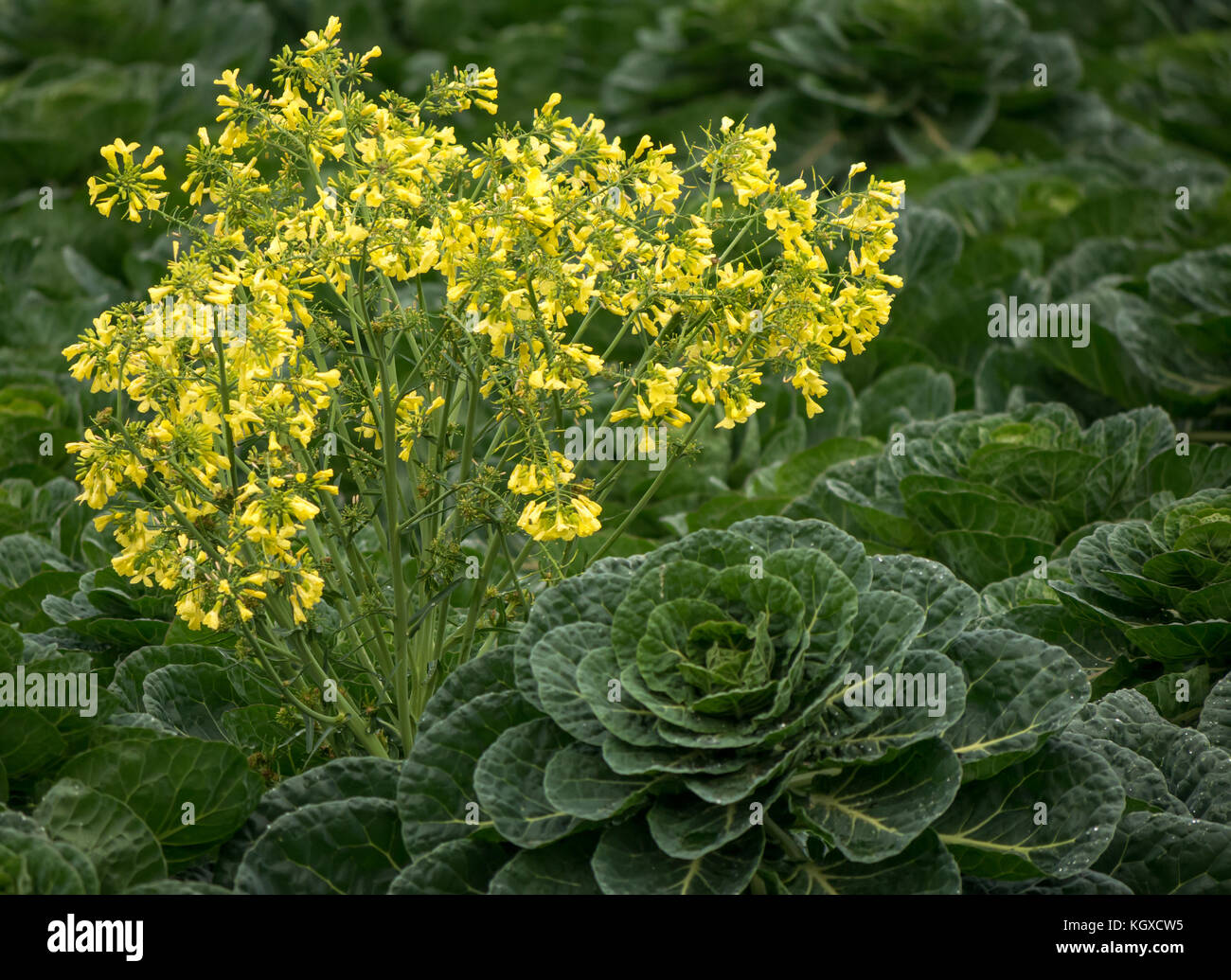Cierre de la planta de col de Bruselas, Brassica oleracea, creciendo en