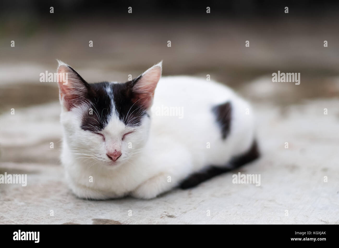 Gato Blanco con manchas negras crouch y dormirse sobre un suelo de cemento  exterior, luz natural Fotografía de stock - Alamy