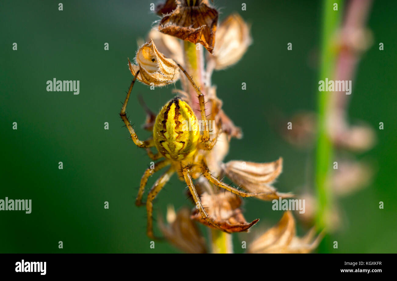 Cerca de araña insectos macro photo Foto de stock