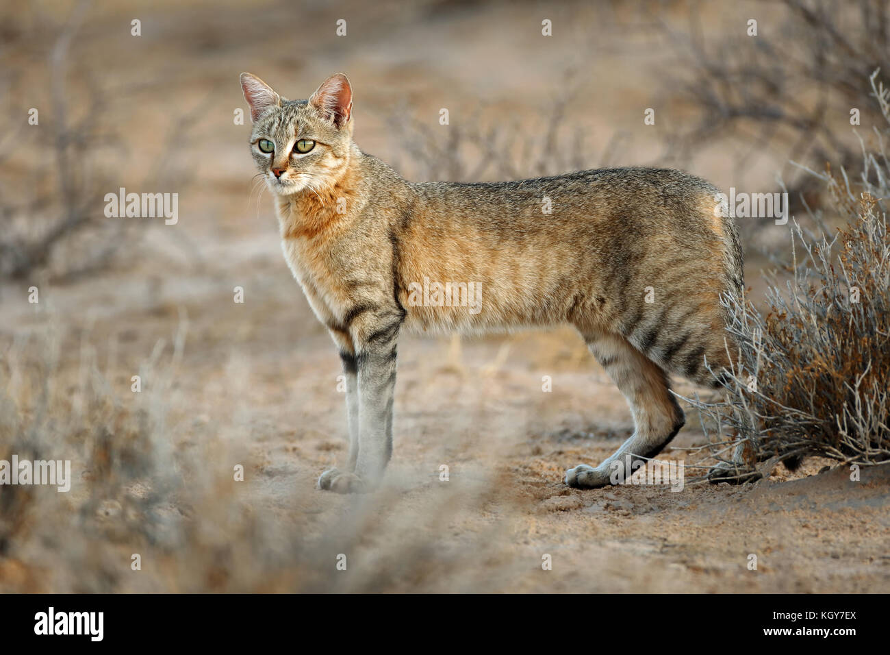 Un gato salvaje africano (Felis silvestris lybica), el desierto de Kalahari, Sudáfrica Foto de stock